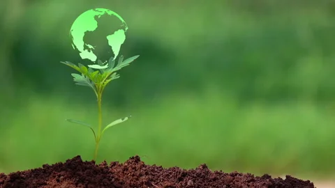The earth on small tree. Watering a small tree for save the earth and natural. Stock Footage 153254606