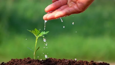 The earth on small tree. Watering a small tree for save the earth and natural. Stock Footage 153254966
