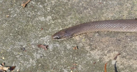 Earth Snake up close Stockbeeldmateriaal 89594166