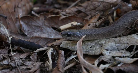 Earth Snake up close Stock Footage 89594303