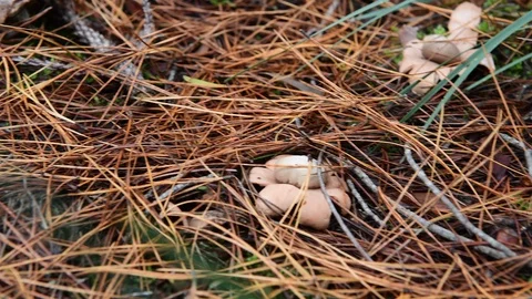 Earth Star Toadstools Stock Footage 129704686