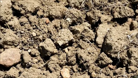 Earth texture in the garden Stock Footage 77882341