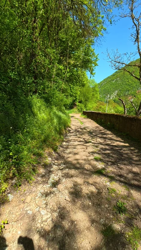 Earth-toned path winds through tall trees. Ovcar Kablar Gorge, Serbia. Vertical Видео 334225866