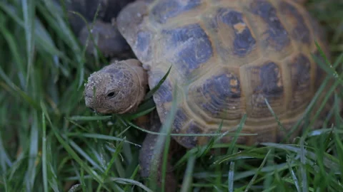 Earth turtle on the grass, daytime. Close up shot Stock Footage 141508789