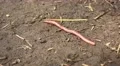 Earth Worm In Brown Dirt 02 4K 4k or 4k+ Resolution
