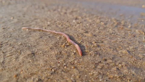 The Earth worm close-up. A worm on the ground. Stock Footage 163837492