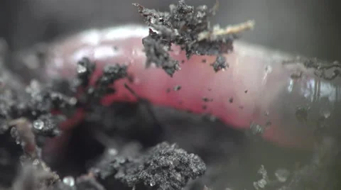 Earth worm is hiding in ground crawling on rocks macro 4k Stock Footage 51562771