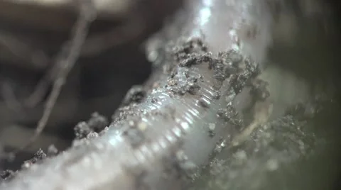 Earth worm is hiding in ground crawling on rocks macro 4k Stock Footage 51562776