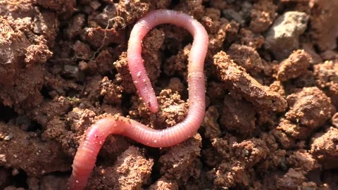 Earth worm, or rain worm Stock Footage 161639460