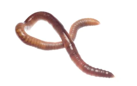 Earth worm Stock-Fotos