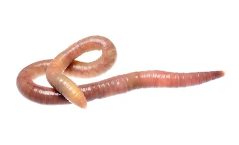 Earth worm Stock Photos