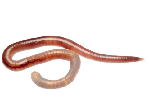 Earth worm Stock Photos
