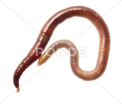 Earth worm Stock Photos