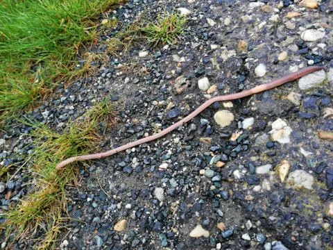 EARTH-WORM Stock-Fotos