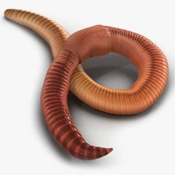 earthworm anatomy model