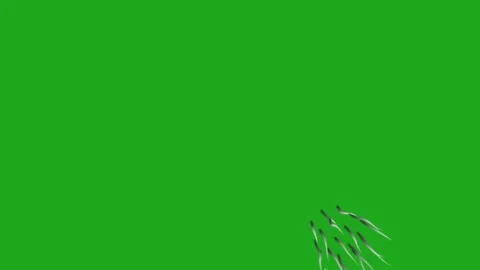 Earth worms moving zig zag on green screen background Stock Footage 293765573