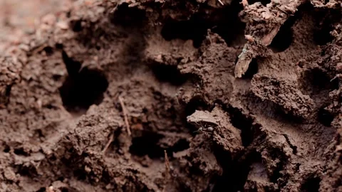Earthen ants in a hummock Stock Footage 287601853