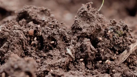 Earthen ants in a hummock Stock Footage 287601922
