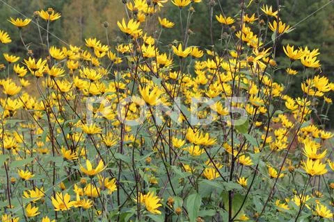 Earthen pear (Jerusalem artichoke) flowers in natural conditions, a beautiful Stock Photos