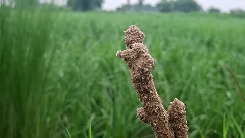 Earthen Termite Mound Rising Over Green Field Turf Vídeo Stock 340114920