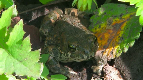 Earthen toad. 2 in 1. Stock Footage 35980440