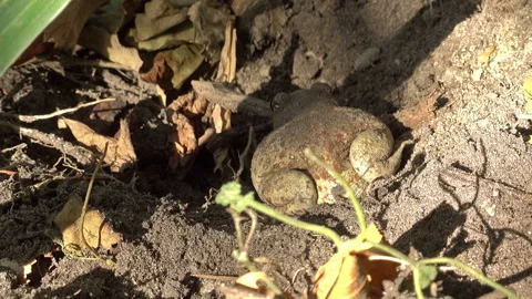 Earthen toad moves on the ground Видео 116262955