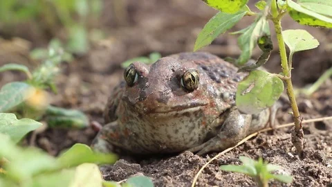 Earthen toad sits in the garden Stock Footage 113600698