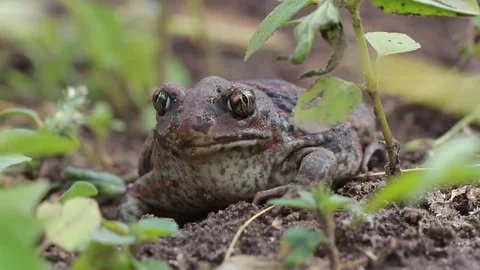 Earthen toad sits on the ground Stock Footage 113600649