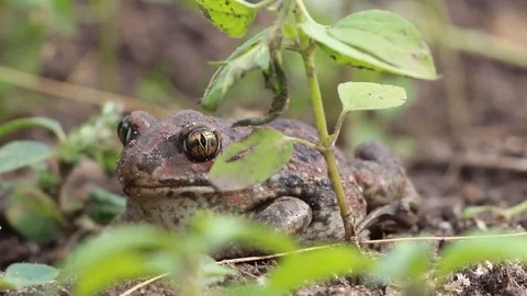 Earthen toad sits in a swamp Stock Footage 113600662