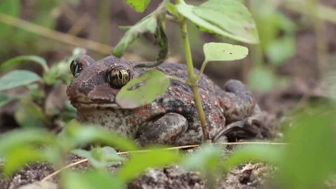 Earthen toad sits in a swamp Stock Footage 113600664