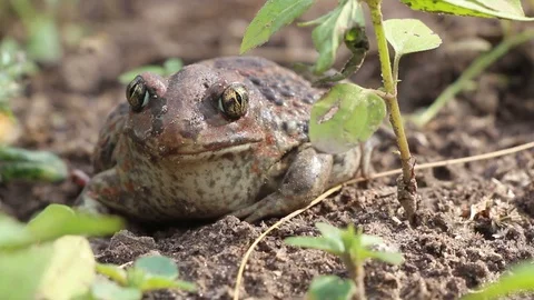 Earthen toad sits in a swamp Stock Footage 113600691