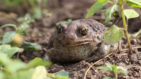 Earthen toad sits in a swamp Video stock 113600702