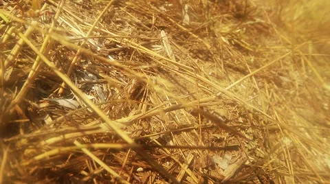 Earthen Wasp Crawling on the Dry Grass Stalks Stock Footage 60444745