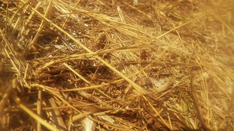 Earthen Wasp Crawling on the Dry Grass Stems Stock Footage 60450812