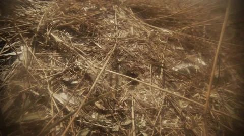 Earthen Wasp Crawls Around Its Nest on Dry Grass Stock Footage 60450239