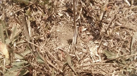 Earthen Wasp Got Out of His Hole Covered With Grass Stock Footage 60431747