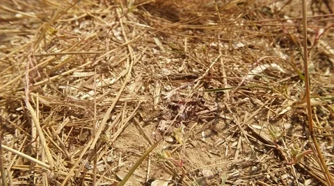 Earthen Wasp Moves Along the Ground Covered With Dry Grass Stock Footage 60430560