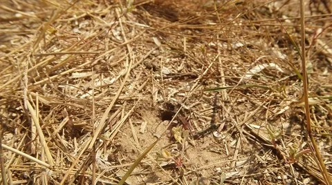 Earthen Wasp Moves Around Its Burrow in Ground Stock Footage 60445788