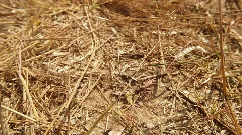 Earthen Wasp Moves on Ground Covered With Dry Grass Stock Footage 60562980