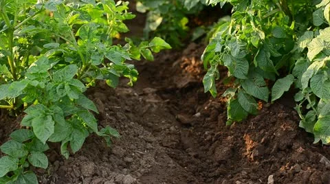 Earthing up potato Stock Footage 11492245