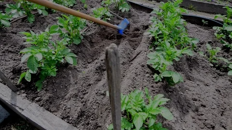 Earthing up Potatoes Stock Footage 119516721