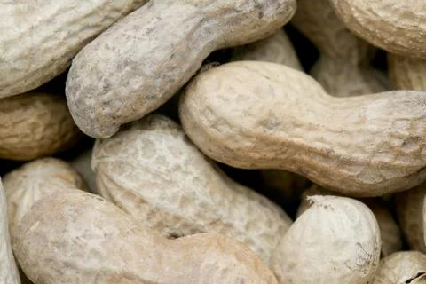 Earthnuts Stock Photos