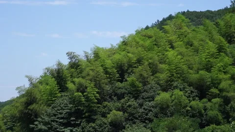 Earth's Landscape Documentary Footage - Small breeze blowing onto the trees by Stock Footage 340185061