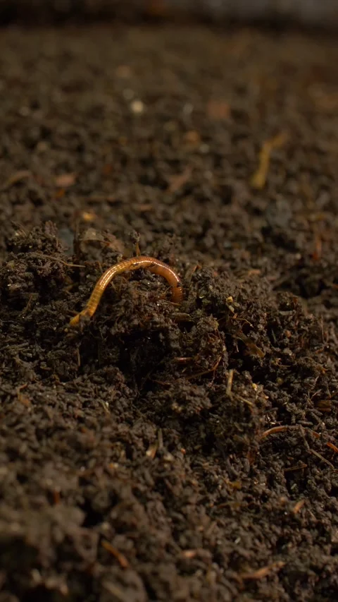 Earthworm Actively Burrowing Through Moist Compost Soil, Vertical 9:16 Video stock 327875978