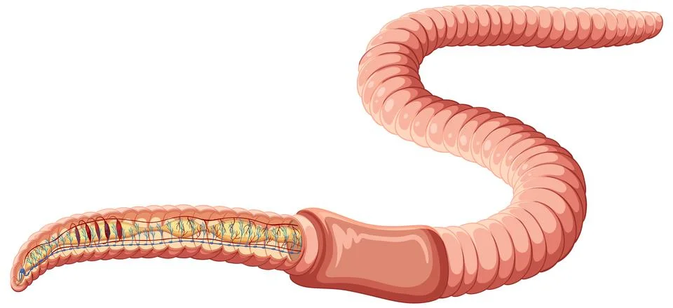 Earthworm anatomy concept vector Stock Illustration