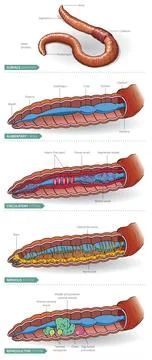 Earthworm-anatomy Stock Illustration