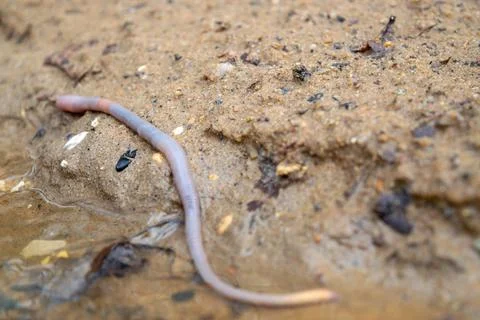 Earthworm and the first spring stream, close-up, selective focus. Stock Photos