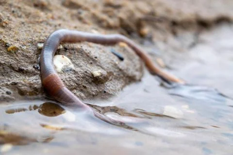 Earthworm and the first spring stream, close-up, selective focus. Stock Photos