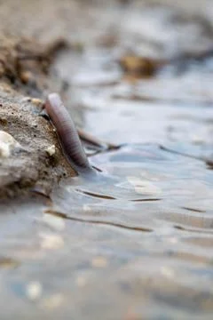 Earthworm and the first spring stream, close-up, selective focus. Stock Photos