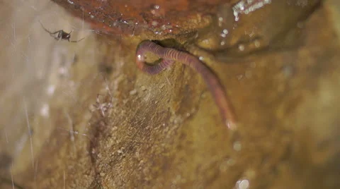 Earthworm and the spider Stockbeeldmateriaal 45588244